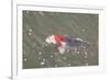 Japanese Koi-DR_Flash-Framed Photographic Print