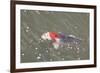 Japanese Koi-DR_Flash-Framed Photographic Print