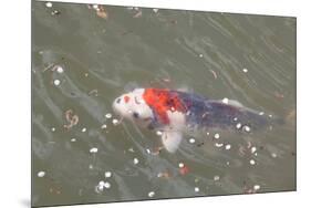 Japanese Koi-DR_Flash-Mounted Photographic Print