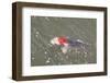 Japanese Koi-DR_Flash-Framed Photographic Print