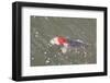 Japanese Koi-DR_Flash-Framed Photographic Print