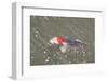 Japanese Koi-DR_Flash-Framed Photographic Print