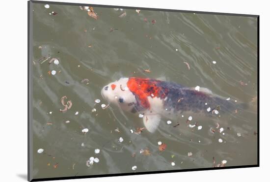 Japanese Koi-DR_Flash-Mounted Photographic Print