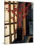 Japanese Lanterns-Liz Jardine-Stretched Canvas