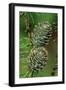 Japanese Larch Cones-null-Framed Photographic Print