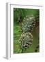 Japanese Larch Cones-null-Framed Photographic Print