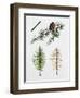 Japanese Larch (Larix Kaempferi), Pinaceae, Tree in Summer, Tree in Autumn, Leaves and Fruit-null-Framed Giclee Print