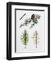 Japanese Larch (Larix Kaempferi), Pinaceae, Tree in Summer, Tree in Autumn, Leaves and Fruit-null-Framed Giclee Print