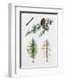 Japanese Larch (Larix Kaempferi), Pinaceae, Tree in Summer, Tree in Autumn, Leaves and Fruit-null-Framed Giclee Print