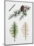 Japanese Larch (Larix Kaempferi), Pinaceae, Tree in Summer, Tree in Autumn, Leaves and Fruit-null-Mounted Giclee Print