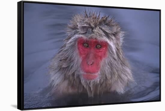 Japanese Macaque in Hot Spring-DLILLC-Framed Stretched Canvas