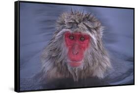 Japanese Macaque in Hot Spring-DLILLC-Framed Stretched Canvas