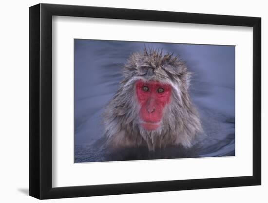 Japanese Macaque in Hot Spring-DLILLC-Framed Premium Photographic Print