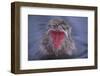 Japanese Macaque in Hot Spring-DLILLC-Framed Photographic Print