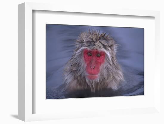 Japanese Macaque in Hot Spring-DLILLC-Framed Photographic Print