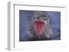 Japanese Macaque in Hot Spring-DLILLC-Framed Photographic Print