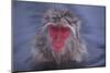 Japanese Macaque in Hot Spring-DLILLC-Mounted Photographic Print