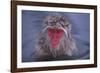 Japanese Macaque in Hot Spring-DLILLC-Framed Photographic Print