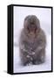 Japanese Macaque in Snow-DLILLC-Framed Stretched Canvas