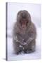 Japanese Macaque in Snow-DLILLC-Stretched Canvas