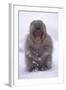 Japanese Macaque in Snow-DLILLC-Framed Photographic Print