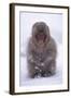 Japanese Macaque in Snow-DLILLC-Framed Photographic Print
