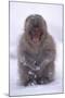 Japanese Macaque in Snow-DLILLC-Mounted Photographic Print