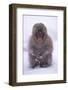 Japanese Macaque in Snow-DLILLC-Framed Photographic Print