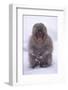 Japanese Macaque in Snow-DLILLC-Framed Photographic Print