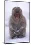 Japanese Macaque in Snow-DLILLC-Mounted Photographic Print