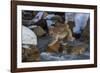 Japanese Macaque, Japanese Alps, Honshu Island, Japan-Art Wolfe-Framed Photographic Print