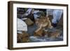 Japanese Macaque, Japanese Alps, Honshu Island, Japan-Art Wolfe-Framed Photographic Print