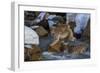 Japanese Macaque, Japanese Alps, Honshu Island, Japan-Art Wolfe-Framed Photographic Print