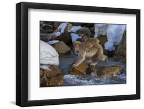 Japanese Macaque, Japanese Alps, Honshu Island, Japan-Art Wolfe-Framed Premium Photographic Print