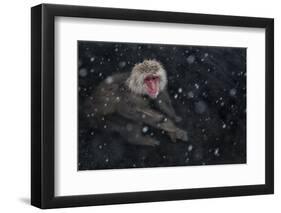 Japanese Macaque (Macaca Fuscata) Adult In The Hot Springs Of Jigokudani, In The Snow, Japan-Diane McAllister-Framed Photographic Print