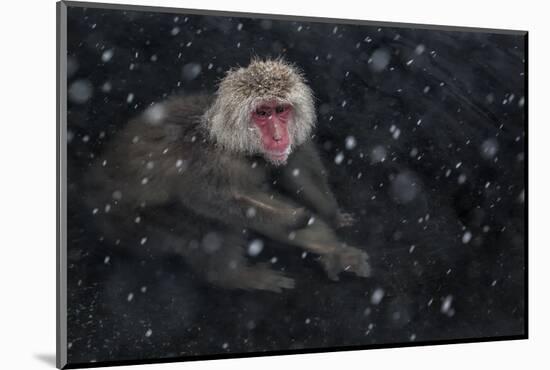 Japanese Macaque (Macaca Fuscata) Adult In The Hot Springs Of Jigokudani, In The Snow, Japan-Diane McAllister-Mounted Photographic Print
