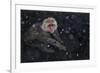 Japanese Macaque (Macaca Fuscata) Adult In The Hot Springs Of Jigokudani, In The Snow, Japan-Diane McAllister-Framed Photographic Print