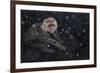 Japanese Macaque (Macaca Fuscata) Adult In The Hot Springs Of Jigokudani, In The Snow, Japan-Diane McAllister-Framed Photographic Print