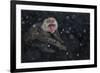 Japanese Macaque (Macaca Fuscata) Adult In The Hot Springs Of Jigokudani, In The Snow, Japan-Diane McAllister-Framed Photographic Print