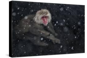 Japanese Macaque (Macaca Fuscata) Adult In The Hot Springs Of Jigokudani, In The Snow, Japan-Diane McAllister-Stretched Canvas