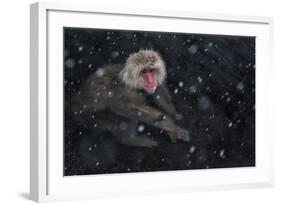 Japanese Macaque (Macaca Fuscata) Adult In The Hot Springs Of Jigokudani, In The Snow, Japan-Diane McAllister-Framed Photographic Print