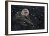 Japanese Macaque (Macaca Fuscata) Adult In The Hot Springs Of Jigokudani, In The Snow, Japan-Diane McAllister-Framed Photographic Print