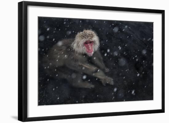 Japanese Macaque (Macaca Fuscata) Adult In The Hot Springs Of Jigokudani, In The Snow, Japan-Diane McAllister-Framed Photographic Print