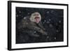 Japanese Macaque (Macaca Fuscata) Adult In The Hot Springs Of Jigokudani, In The Snow, Japan-Diane McAllister-Framed Photographic Print