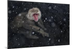 Japanese Macaque (Macaca Fuscata) Adult In The Hot Springs Of Jigokudani, In The Snow, Japan-Diane McAllister-Mounted Photographic Print