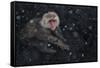 Japanese Macaque (Macaca Fuscata) Adult In The Hot Springs Of Jigokudani, In The Snow, Japan-Diane McAllister-Framed Stretched Canvas