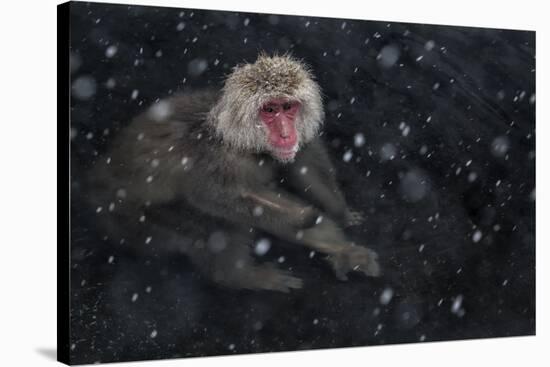 Japanese Macaque (Macaca Fuscata) Adult In The Hot Springs Of Jigokudani, In The Snow, Japan-Diane McAllister-Stretched Canvas