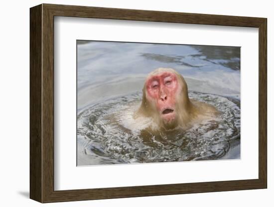 Japanese Macaque (Macaca fuscata) adult, surfacing from water in hotspring, near Nagano, Honshu-Dickie Duckett-Framed Photographic Print