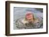 Japanese Macaque (Macaca fuscata) adult, surfacing from water in hotspring, near Nagano, Honshu-Dickie Duckett-Framed Photographic Print