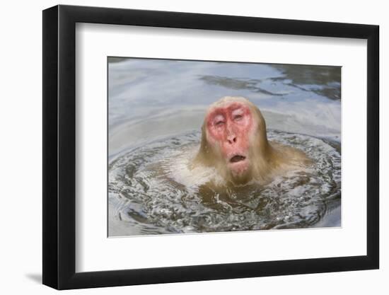 Japanese Macaque (Macaca fuscata) adult, surfacing from water in hotspring, near Nagano, Honshu-Dickie Duckett-Framed Photographic Print